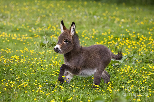 Baby Donkey